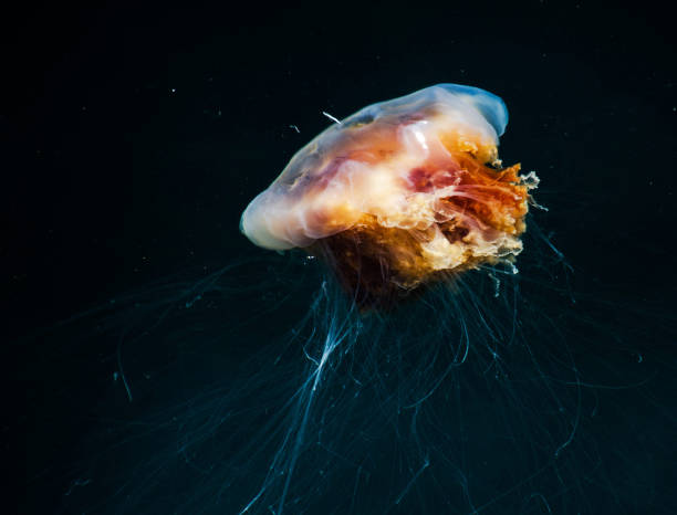 istock Beautiful Underwater Pictures 1444859709
