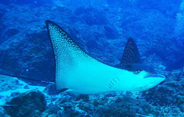 istock Beautiful Underwater Pictures 1444859729