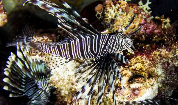 istock Beautiful Underwater Pictures 1444859730