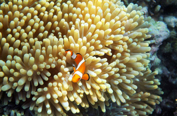 istock Beautiful Underwater Pictures 1444859731