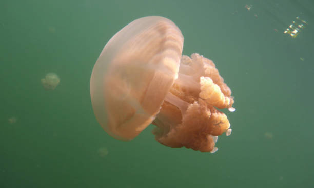 istock Beautiful Underwater Pictures 1444859751