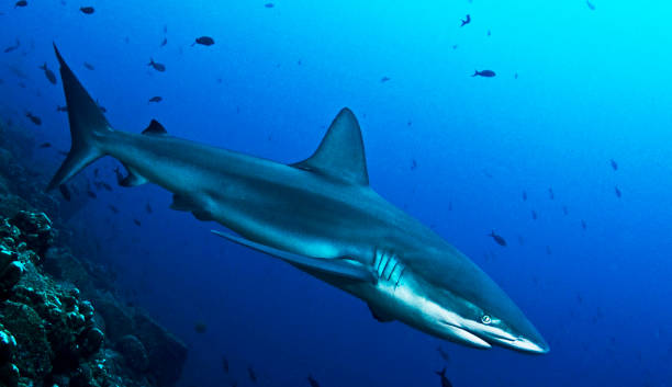istock Beautiful Underwater Pictures 1444859753