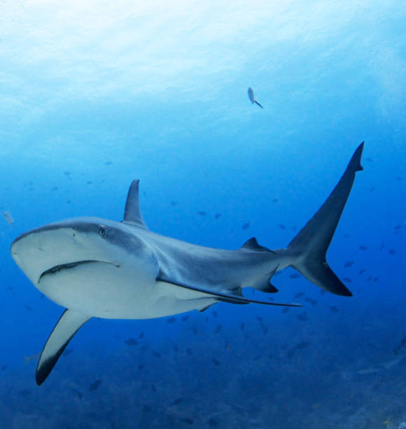 istock Beautiful Underwater Pictures 1444859754