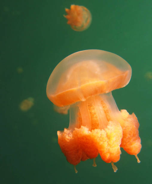 istock Beautiful Underwater Pictures 1444859757