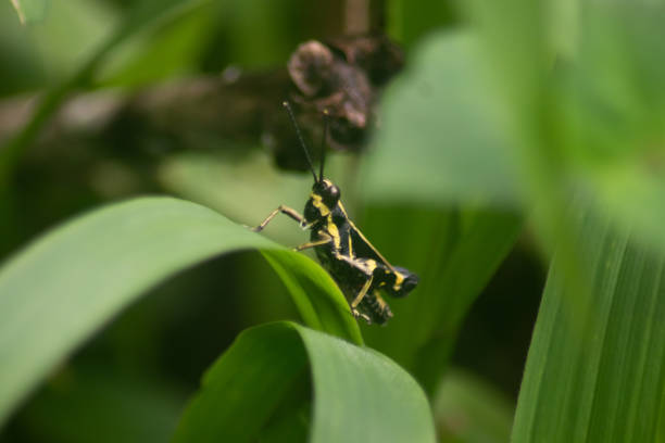istock yellow black grasshopper, rice locust, blur background 1444860445