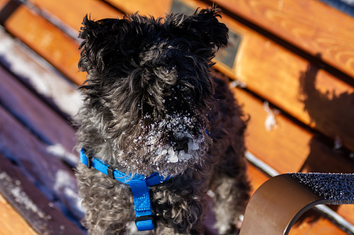 A small, black, miniature schnoodle stands on a wooden bench with a dedication plaque.  There is a cute shadow of her tail on the bench.  She has snow on her snout, and is wearing a blue harness.