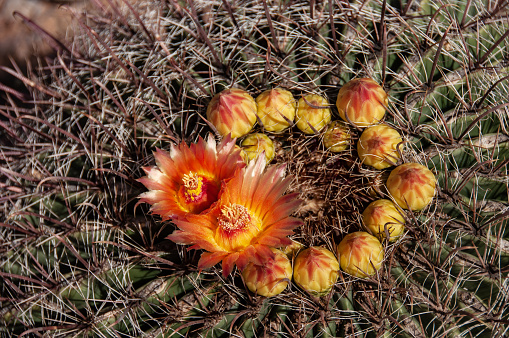 An unusually wet monsoon in the summer of 2021 led to colorful blossoms on desert plants including this barrel cactus near Las Cruces, New Mexico.