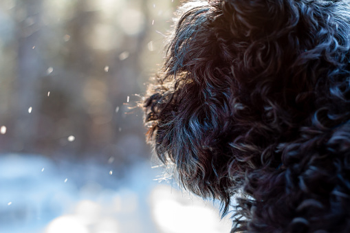 Photography of the dog on snowy winter day. Dog is from shelter and this photography is taken during his regular walk.