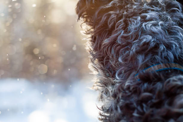 Falling snow is caught in the sunlight.  A black dog with curly fur faces away from the camera, with sunlight shining on her outline.  Wearing a blue collar with silver bones.  Copy space.