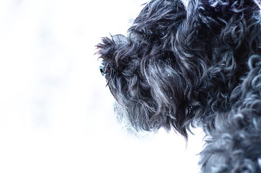 profile of a black shaggy dog against an overblown white background