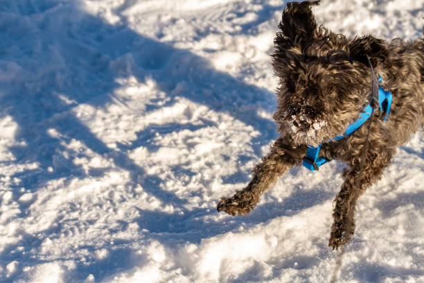 Spunky black schnoodle jumping toward camera in snow stock photo