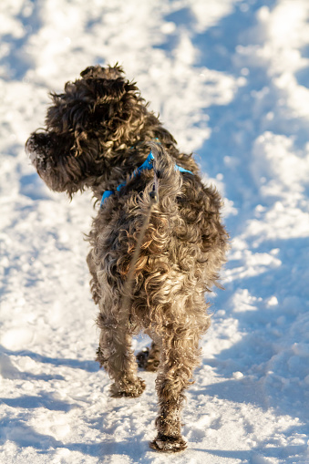 A Black Mini schnoodle is seen walking in the snow, moving away from the camera and looking to the side.  Copy space