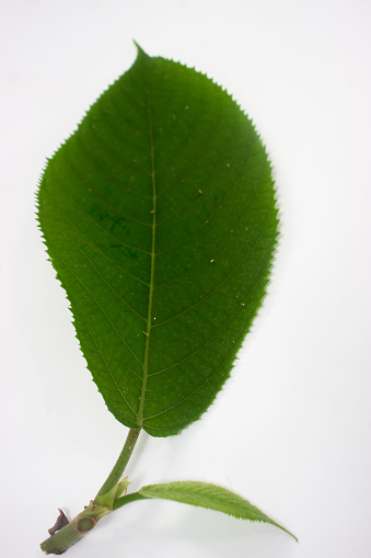 Laportea Urticaceae, Borneo nettle, Indonesia. is an annual or perennial herbaceous plant of the nettle family Urticaceae.