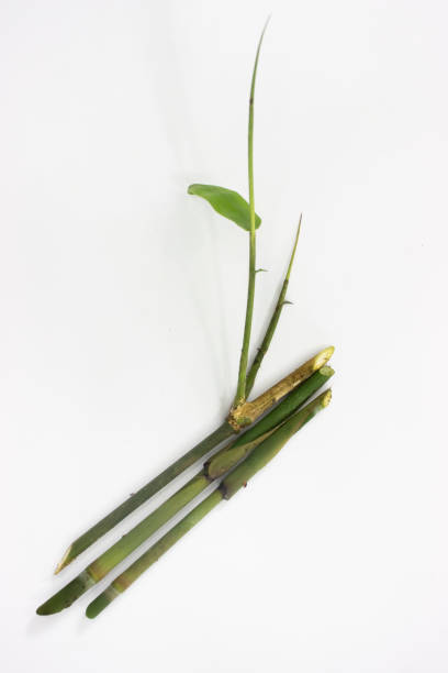 istock a piece of bamboo plant, Isolated on a white background 1444864368