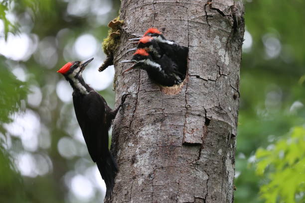 istock Pileated Woodpeckers 1444868350