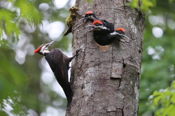 istock Pileated Woodpeckers 1444868351