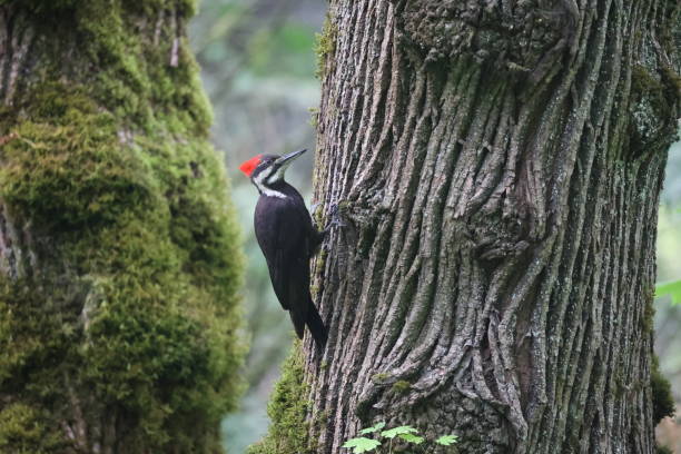 istock Pileated Woodpeckers 1444868416