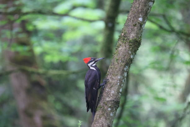 istock Pileated Woodpeckers 1444868417