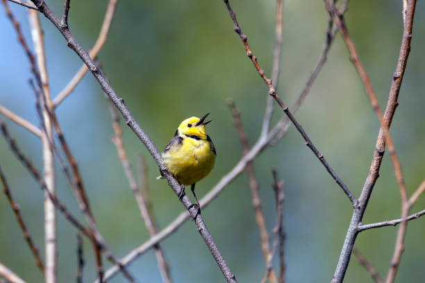 istock Citrine Wagtail, a beautiful and restless bird. 1444869110