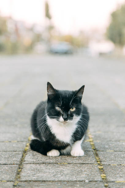 istock A street cat with an eye wound. Helping abandoned animals. 1444869240