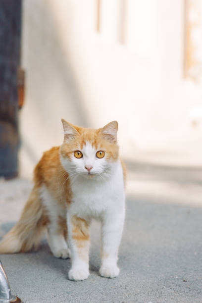 An abandoned stray cat, a pet problem. A beautiful red-haired street cat with bright orange eyes.