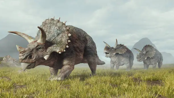 Group of triceratops walks in the valley . This is a 3d render illustration .