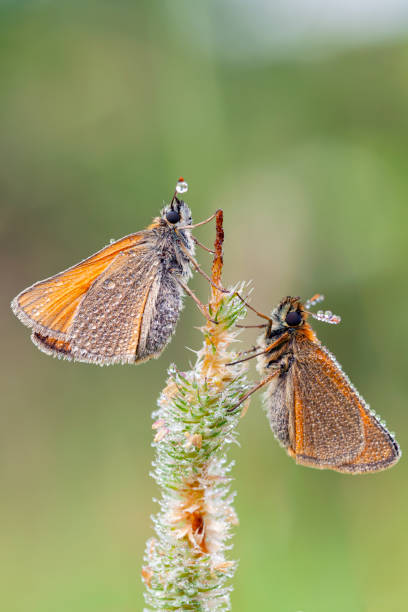 Pelopidas is a genus of skipper butterflies. They are commonly known as branded swifts or millet skippers