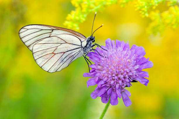 una farfalla bianca con venature nere (aporia crataegi) seduta su un fiore bianco su uno sfondo verde naturale - black veined white butterfly foto e immagini stock