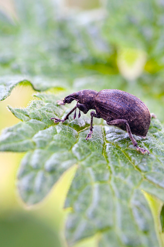 The snout beetle, also referred to as weevil. Species: Liophloeus tessulatus.
