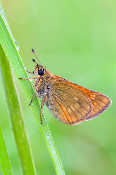 istock Large Skipper - Ochlodes sylvanus, tiny orange butterfly from European meadows and grasslands, 1444870053
