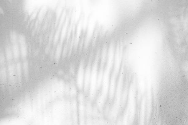 istock Abstract Palm Leaves Shadow on White Grunge Concrete Wall Texture Background. 1444872814