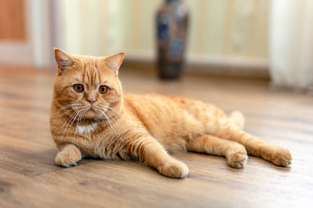 istock Ginger British cat close-up. Resting in the country. 1444872868