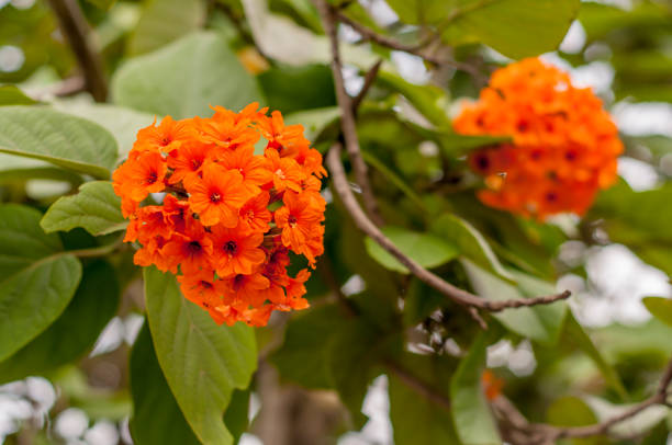 Cordia sebestena is a shrubby tree in the borage family, Boraginaceae, native to the American tropics