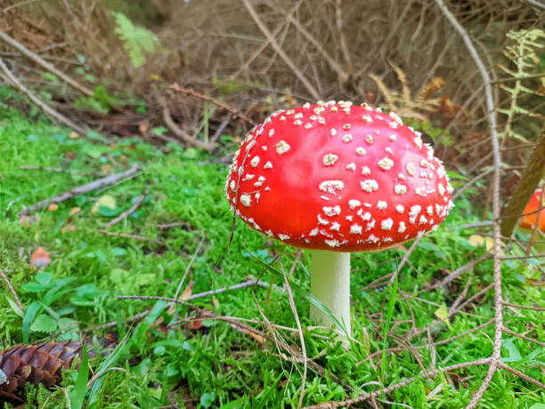 champignon amanite tue-mouches dans la forêt. gros plan. - mushroom fly agaric mushroom photograph toadstool photos et images de collection