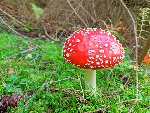 Fly agaric mushroom at the forest. Close up.
