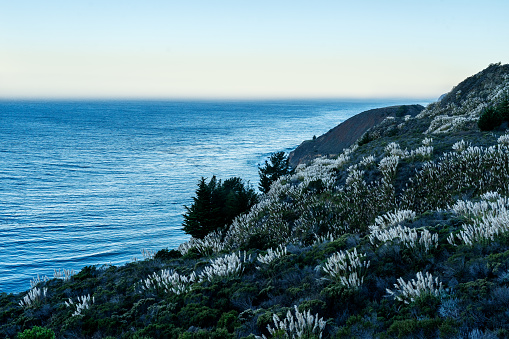Patch of Pampas Grass growing along a cliff high above the Pacific Ocean near Big Sur, California in the Fall
