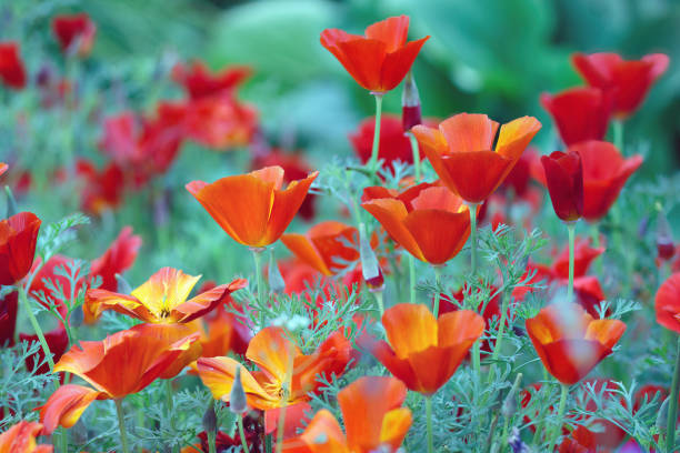 夏にはカリフォルニアのケシの花が咲きます。 - poppy field flower california golden poppy ストックフォトと画像