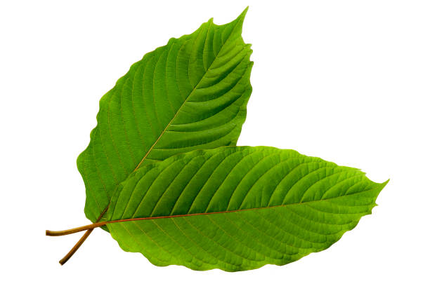 istock Kratom leaves green leafy plants. 1444875028