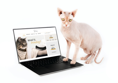 Hairless cat browsing a fake web shop for pet fashion or warm cloths. Pets using technology, or animals imitating humans.