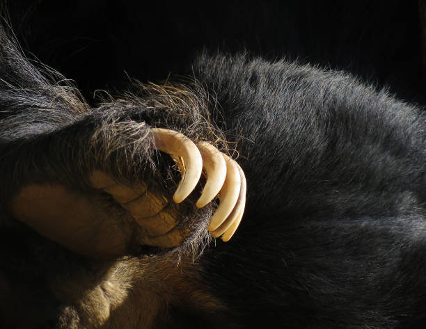 Black bear paw with claws, Bear paw. stock photo