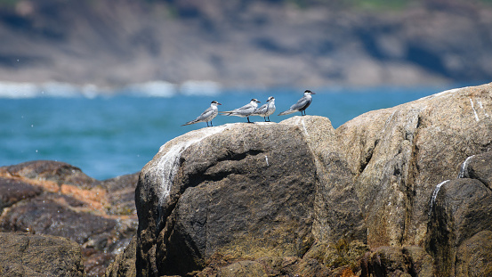 Four whiskered tern birds standing in line on a rock at Galle,