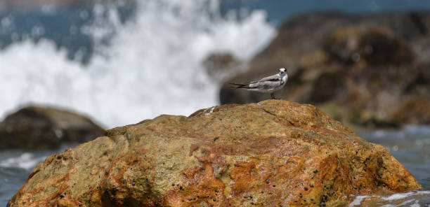 isolato pesce persico di sterna baffuta su una roccia e le onde dell'oceano si infrangono e spruzzano dietro la roccia. - flowing nature spray rock foto e immagini stock