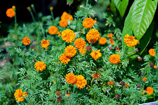 A group of orange Marigold flowers blooming in a garden on an hot afternoon.