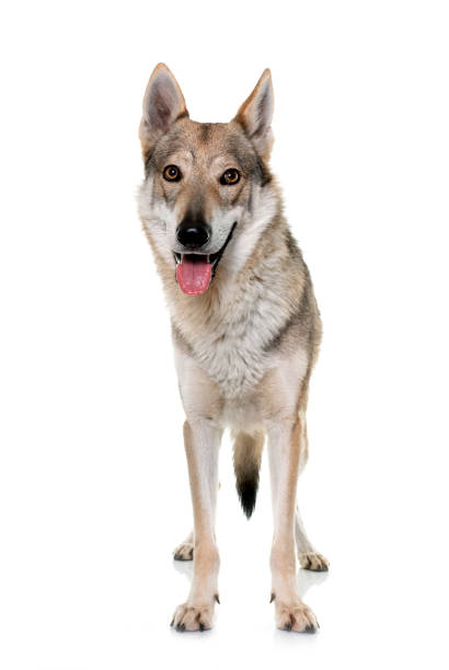 istock czechoslovakian wolf dog 1444898820