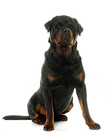 adult rottweiler in front of white background