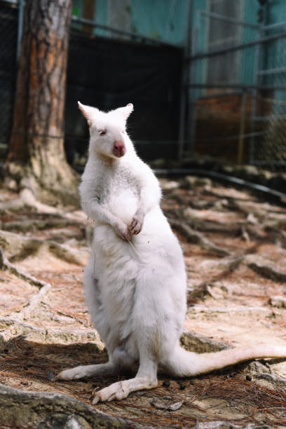 istock the white wallaby australian kangaroo standing alone 1444899134