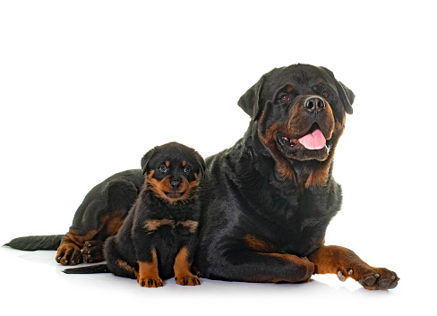 adult and puppy rottweiler in front of white background