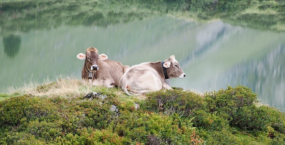 Swiss cow in amazingly stunning location