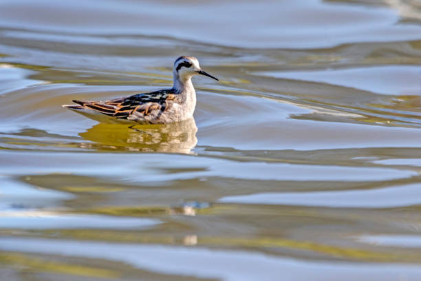 istock female Red-necked Phalarope, Vancouver, BC, Canada 1444901171