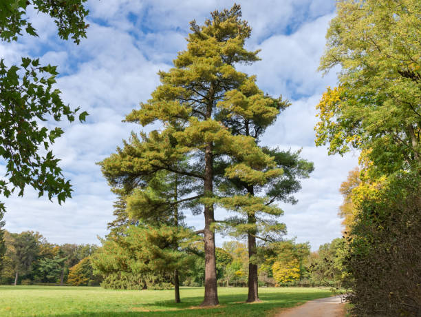 istock Old high pines growing on glade edge in autumn park 1444901278